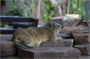 SafariAnimals41