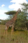 SafariAnimals42