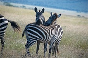 SafariAnimals43