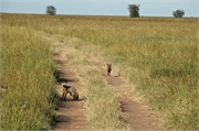 SafariAnimals44