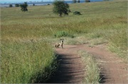 SafariAnimals45