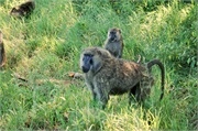 SafariAnimals47