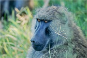 SafariAnimals48