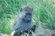 SafariAnimals50