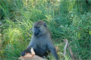 SafariAnimals51