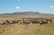 SafariAnimals53