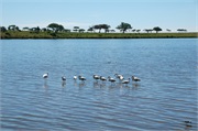SafariAnimals54