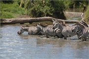 SafariAnimals56