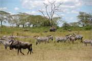 SafariAnimals59