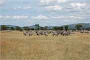 SafariAnimals6