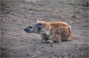 SafariAnimals62