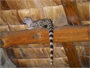 SafariAnimals63