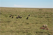 SafariAnimals64