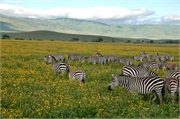 SafariAnimals66