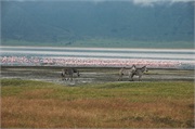 SafariAnimals67