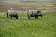 SafariAnimals69