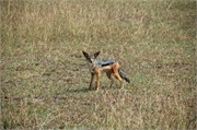 SafariAnimals7