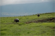 SafariAnimals70