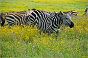 SafariAnimals72
