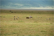 SafariAnimals73