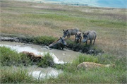 SafariAnimals76