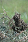 SafariAnimals78