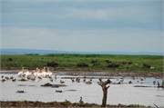 SafariAnimals79