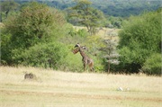 SafariAnimals8