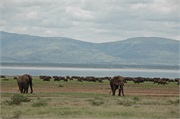SafariAnimals84