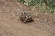 SafariAnimals85