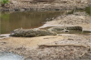 SafariAnimals9
