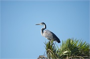 Birds13