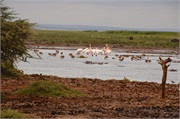 Birds44