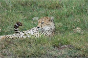 Cheetah14