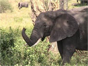 Elephants1