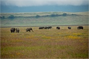 Elephants10