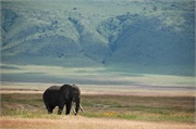 Elephants11