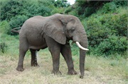 Elephants13