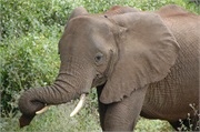 Elephants15
