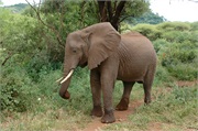 Elephants17