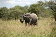 Elephants2
