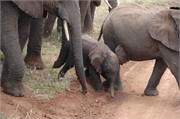 Elephants20