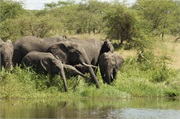 Elephants7