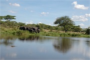 Elephants9
