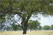 Lions11