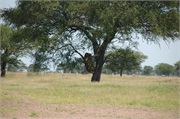 Lions12