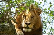 Lions13