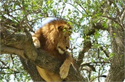 Lions15