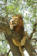 Lions16