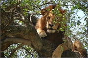 Lions17